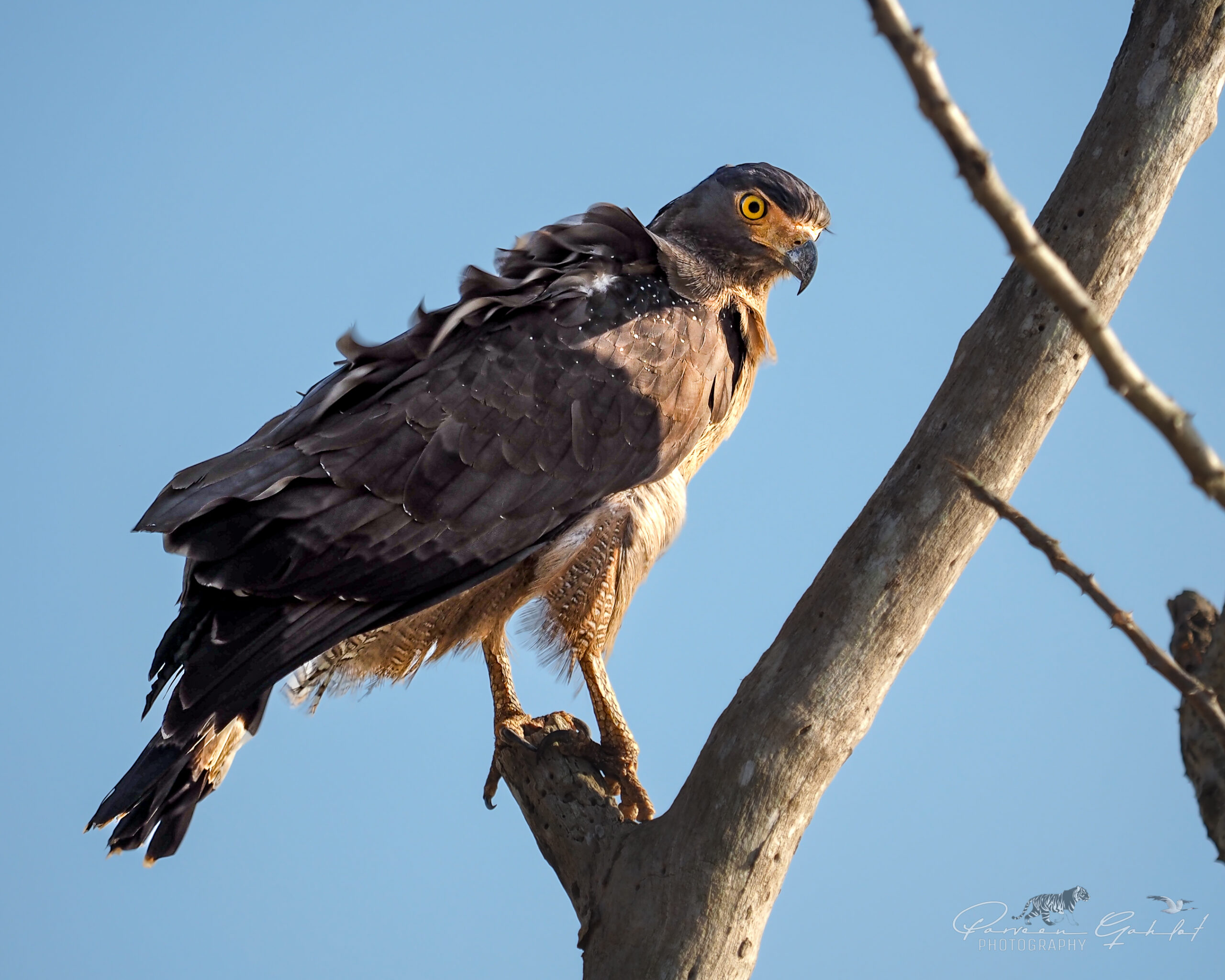 Pilibhit 20-22 Mar EM1 (97) Eagle