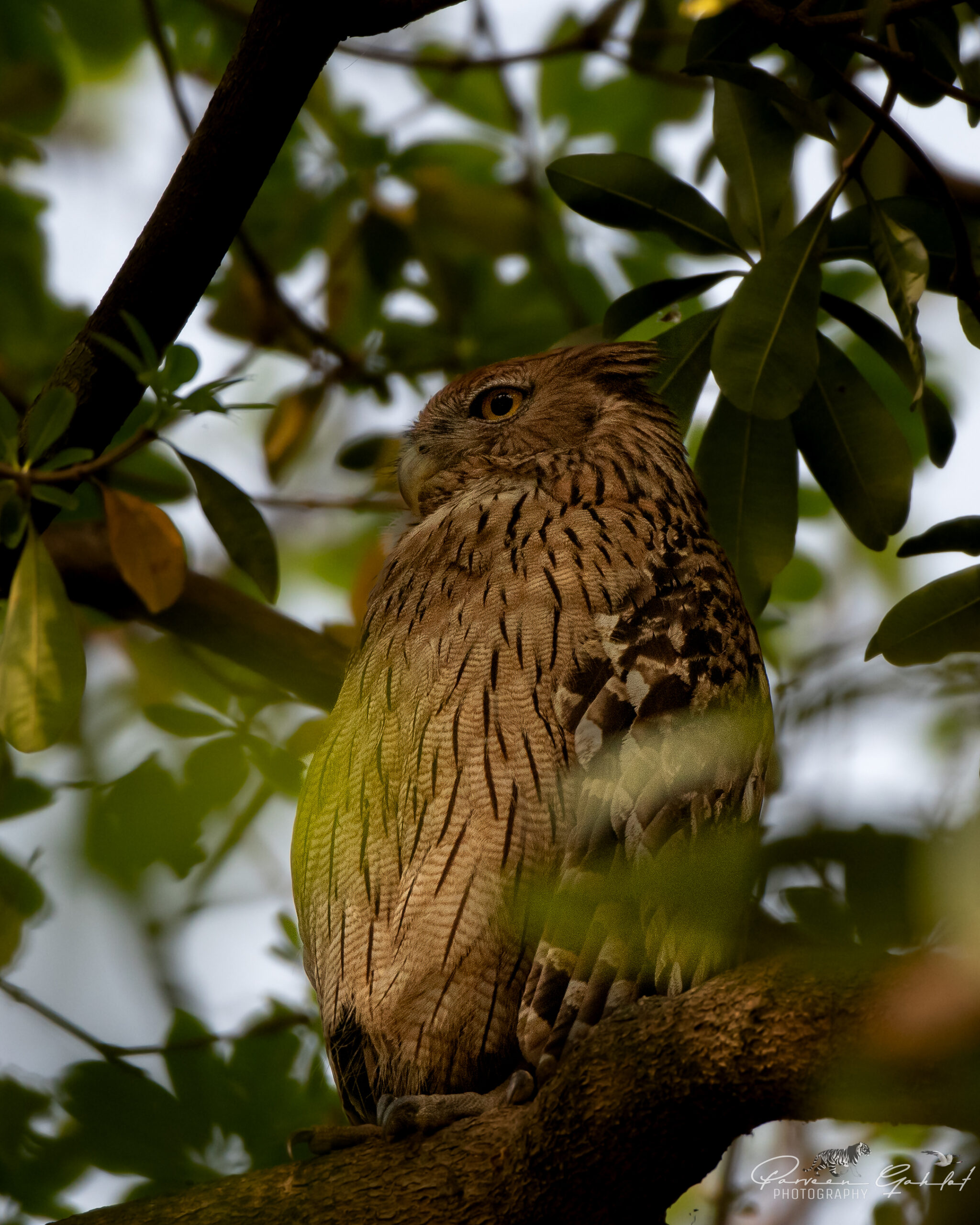 Pilibhit TR (2) Owl